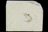 Cretaceous Fossil Shrimp - Lebanon #107456-1